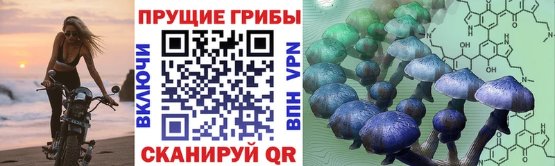 Псилоцибиновые грибы GOLDEN TEACHER  блэк спрут ССЫЛКА  Белая Холуница  магазин продажи наркотиков 