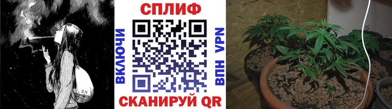 Конопля сатива  OMG зеркало  Белая Холуница 