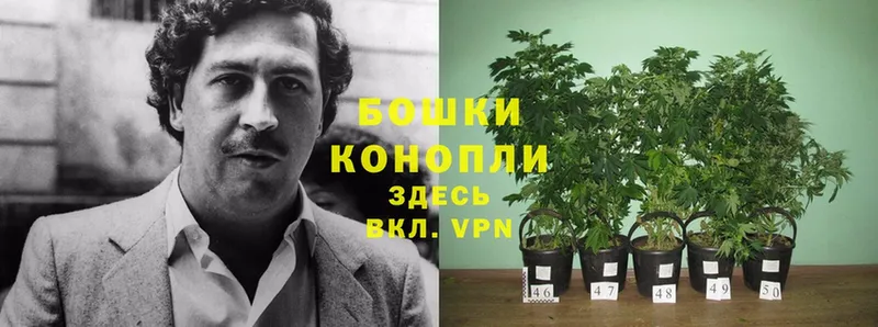 Шишки марихуана сатива  Белая Холуница 